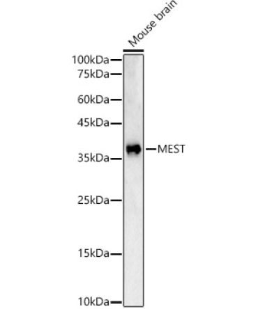 MEST Rabbit Polyclonal Antibody