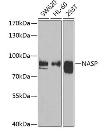 NASP Rabbit Polyclonal Antibody