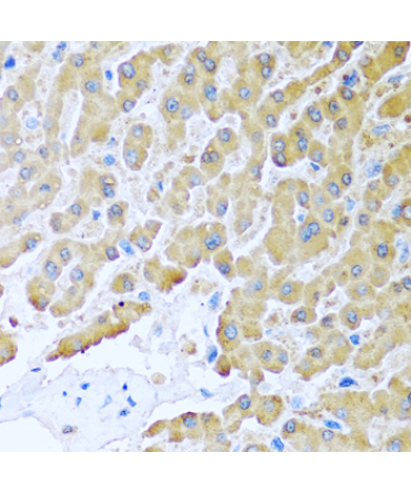 CCL8 Rabbit Polyclonal Antibody