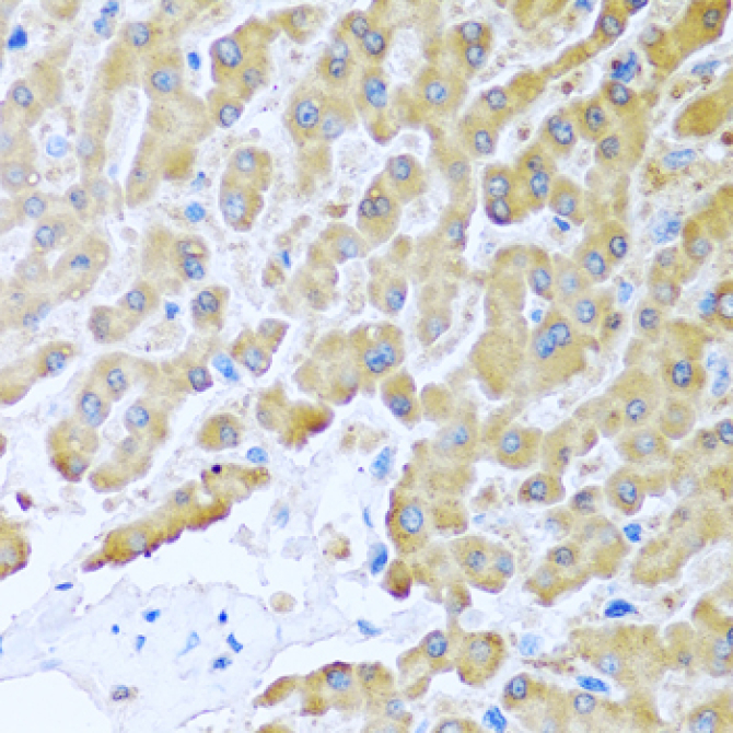 CCL8 Rabbit Polyclonal Antibody