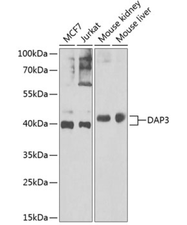DAP3 Rabbit Polyclonal Antibody