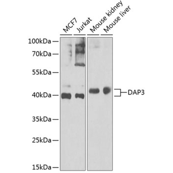 DAP3 Rabbit Polyclonal Antibody