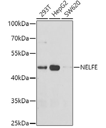 NELFE Rabbit Polyclonal Antibody