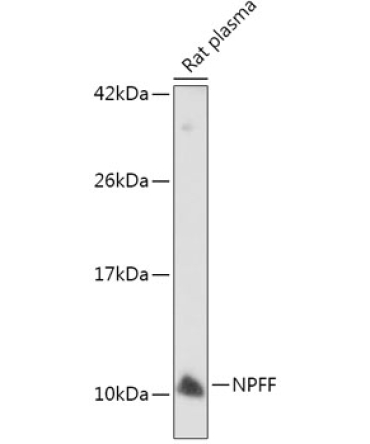 NPFF Rabbit Polyclonal Antibody