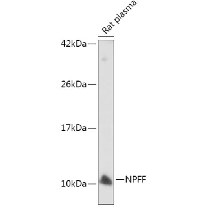 NPFF Rabbit Polyclonal Antibody