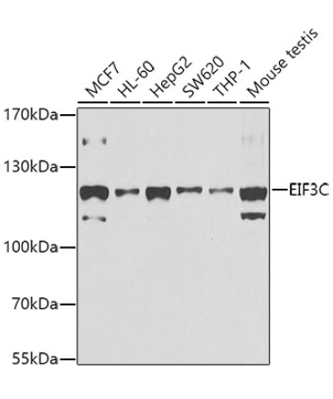 EIF3C Rabbit Polyclonal Antibody