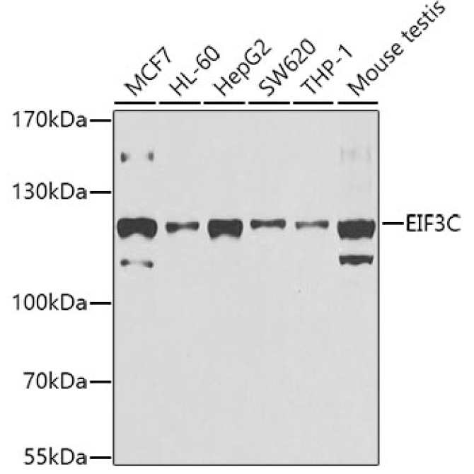 EIF3C Rabbit Polyclonal Antibody