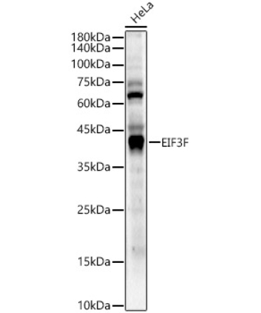 EIF3F Rabbit Polyclonal Antibody