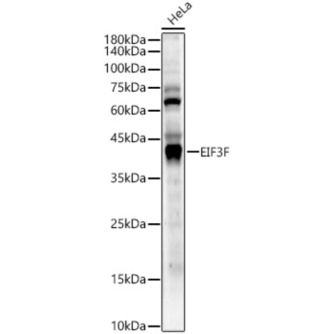 EIF3F Rabbit Polyclonal Antibody