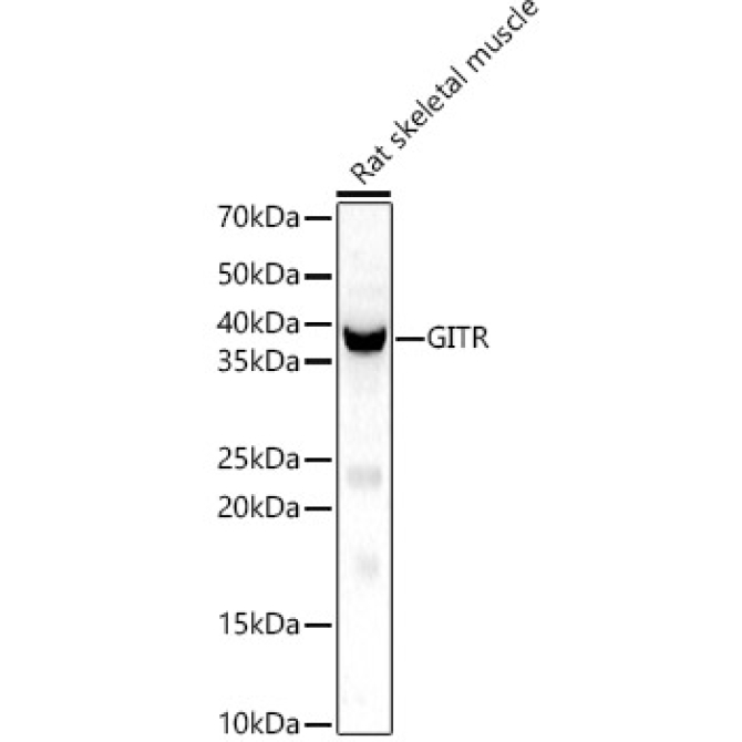 GITR Ligand/TNFSF18 Rabbit Polyclonal Antibody