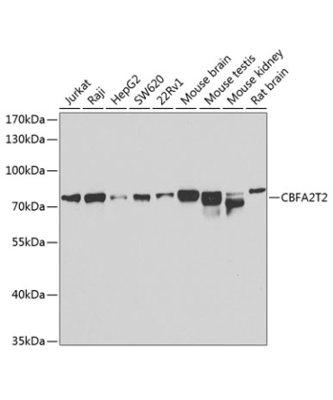 CBFA2T2 Rabbit Polyclonal Antibody