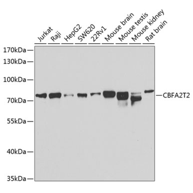 CBFA2T2 Rabbit Polyclonal Antibody