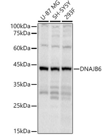 DNAJB6 Rabbit Polyclonal Antibody