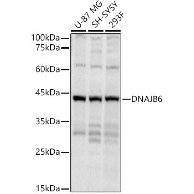 DNAJB6 Rabbit Polyclonal Antibody