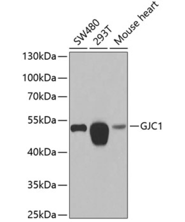 GJC1 Rabbit Polyclonal Antibody