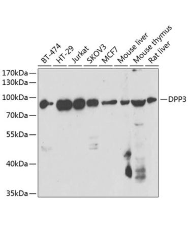 DPP3 Rabbit Polyclonal Antibody