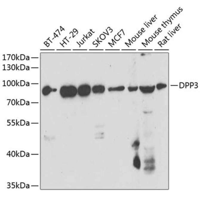 DPP3 Rabbit Polyclonal Antibody