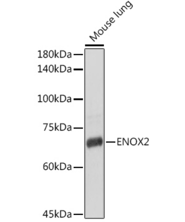 ENOX2 Rabbit Polyclonal Antibody