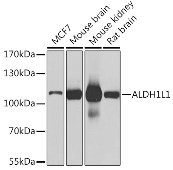 ALDH1L1 Rabbit Polyclonal Antibody