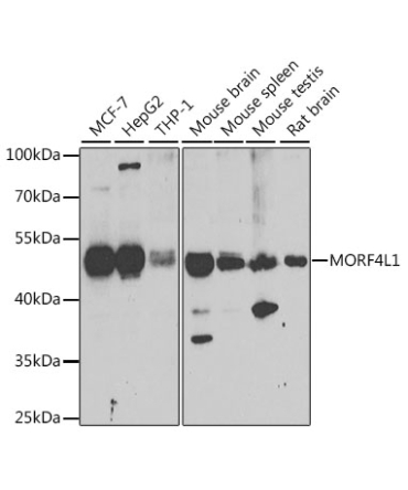 MORF4L1 Rabbit Polyclonal Antibody