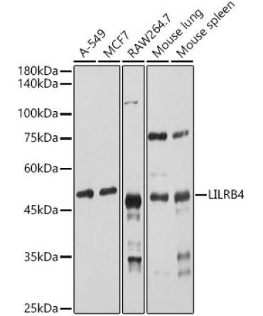LILRB4 Rabbit Polyclonal Antibody