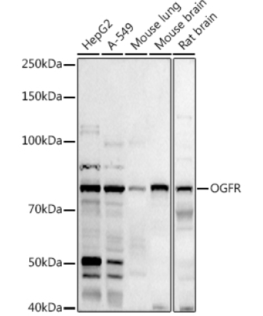 OGFR Rabbit Polyclonal Antibody