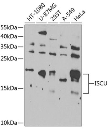ISCU Rabbit Polyclonal Antibody