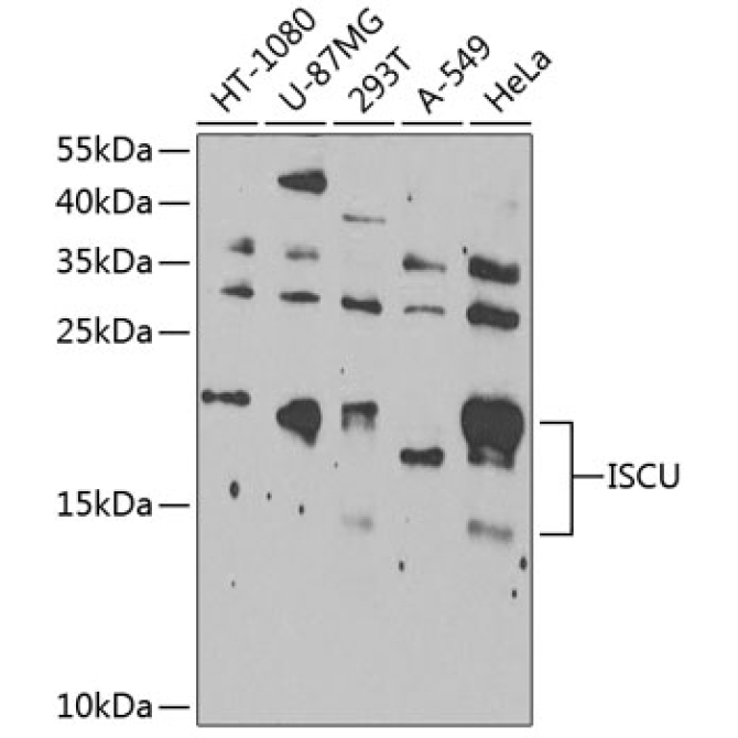 ISCU Rabbit Polyclonal Antibody
