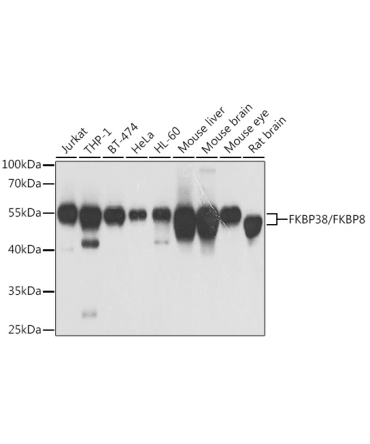 FKBP38/FKBP8 Rabbit Polyclonal Antibody