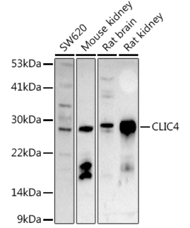 CLIC4 Rabbit Polyclonal Antibody