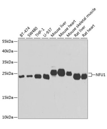 NFU1 Rabbit Polyclonal Antibody