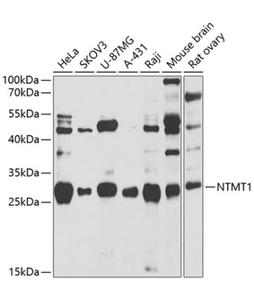 NTMT1 Rabbit Polyclonal Antibody