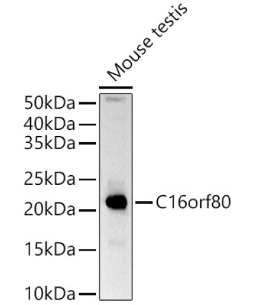 C16orf80 Rabbit Polyclonal Antibody