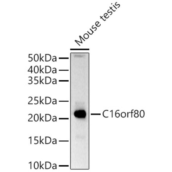 C16orf80 Rabbit Polyclonal Antibody