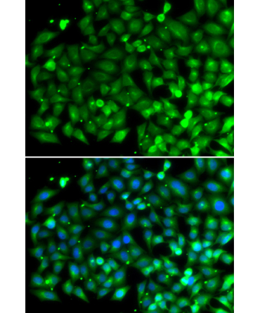 Bif-1 Rabbit Polyclonal Antibody