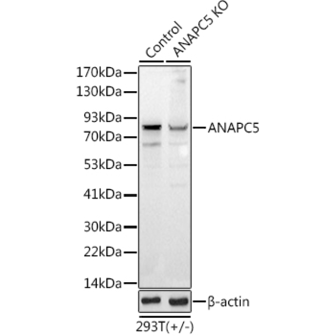ANAPC5 Rabbit Polyclonal Antibody [KO Validated]