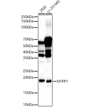 MTFP1 Rabbit Polyclonal Antibody