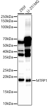 MTFP1 Rabbit Polyclonal Antibody