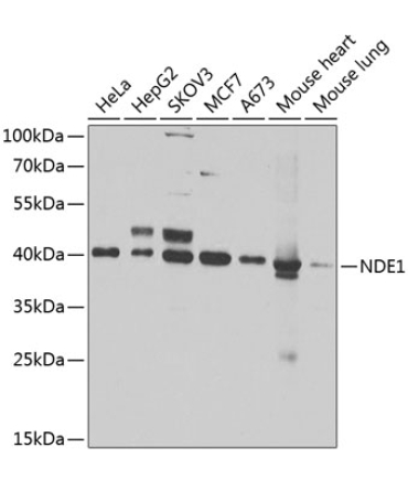 NDE1 Rabbit Polyclonal Antibody