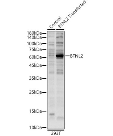 BTNL2 Rabbit Polyclonal Antibody