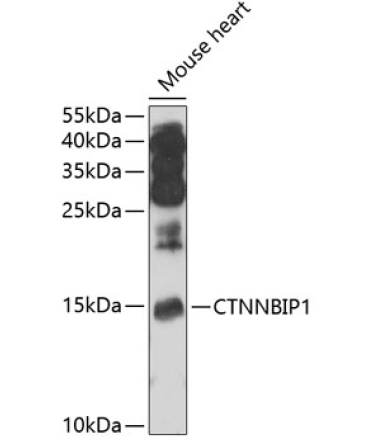 CTNNBIP1 Rabbit Polyclonal Antibody