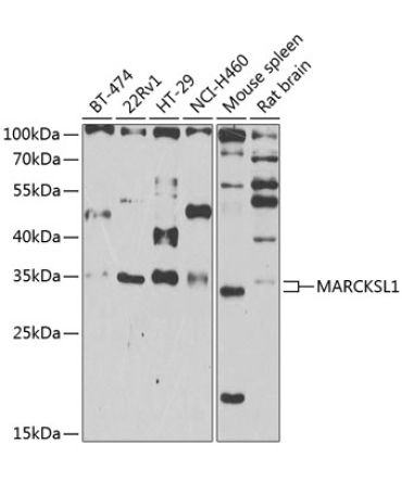 MARCKSL1 Rabbit Polyclonal Antibody
