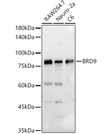 BRD9 Rabbit Polyclonal Antibody