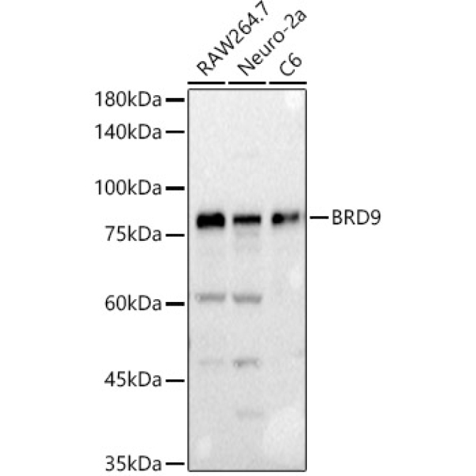 BRD9 Rabbit Polyclonal Antibody
