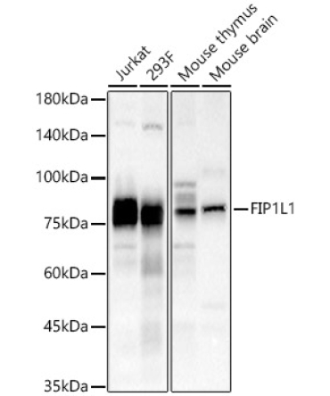 FIP1L1 Rabbit Polyclonal Antibody