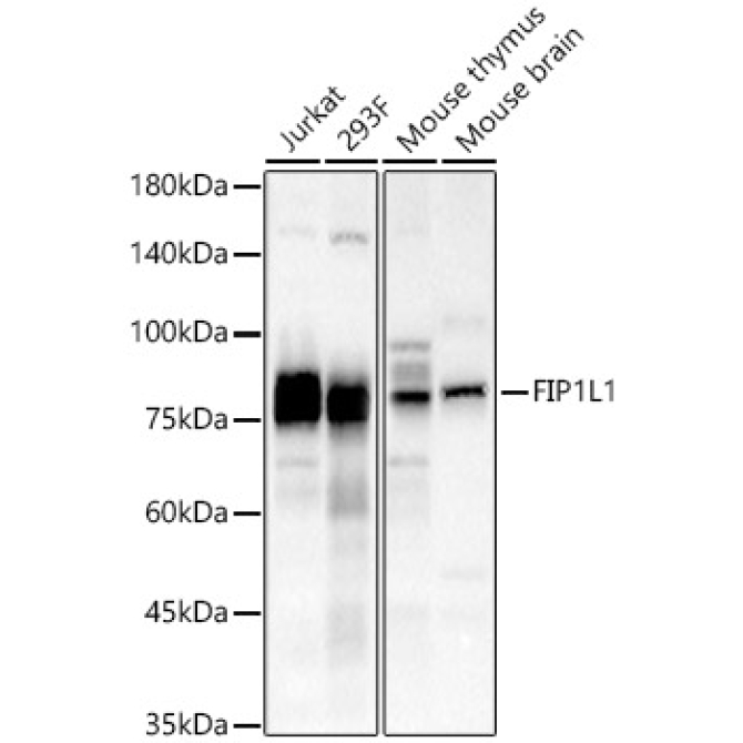 FIP1L1 Rabbit Polyclonal Antibody
