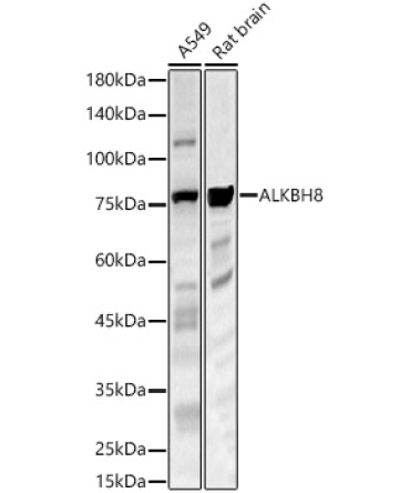 ALKBH8 Rabbit Polyclonal Antibody