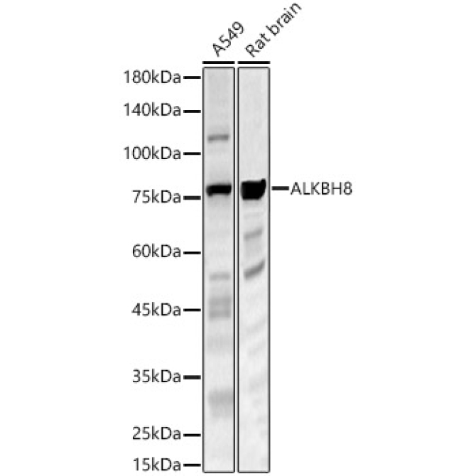 ALKBH8 Rabbit Polyclonal Antibody