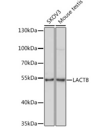 LACTB Rabbit Polyclonal Antibody