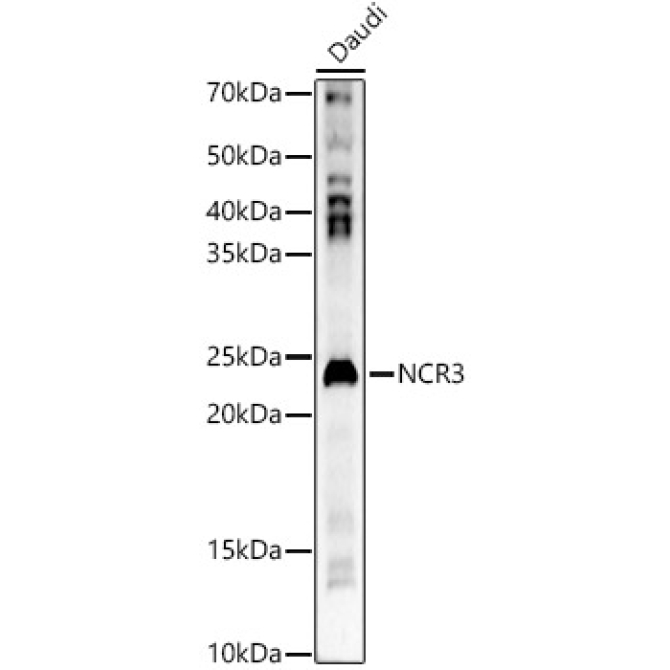NCR3 Rabbit Polyclonal Antibody